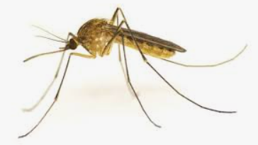 Mosquito