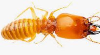 Termita